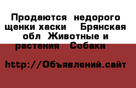 Продаются  недорого щенки хаски  - Брянская обл. Животные и растения » Собаки   